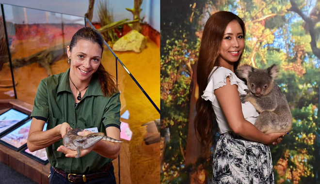 Cairns Koalas and Creatures 001