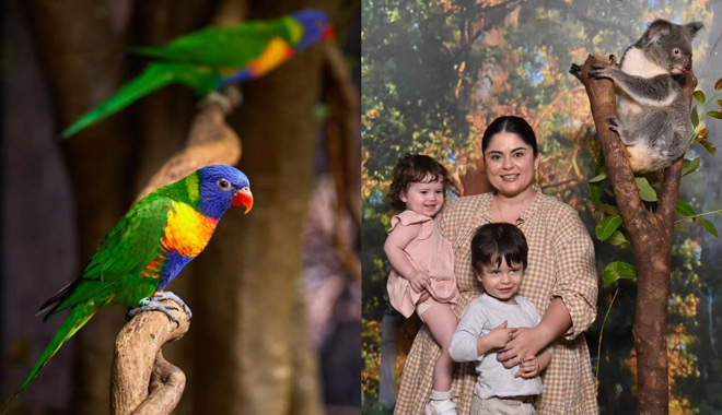 Cairns Koalas and Creatures 002