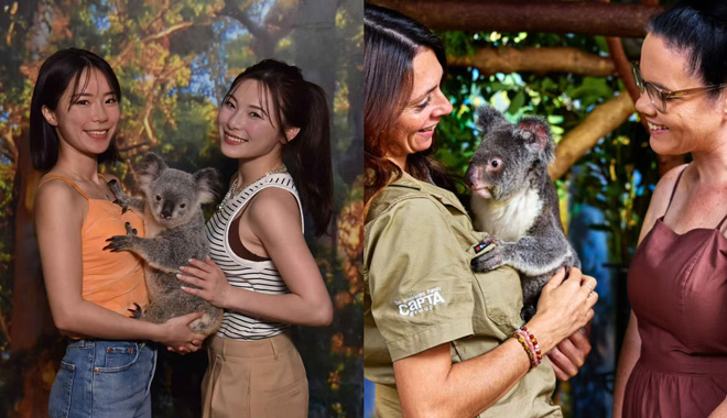 Cairns Koalas and Creatures 055