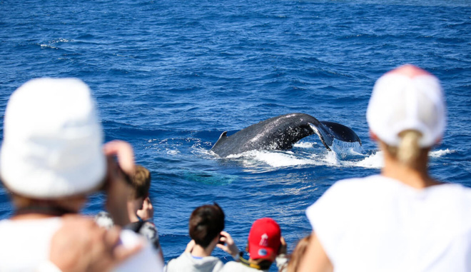 Cairns whale watch 002 WEB