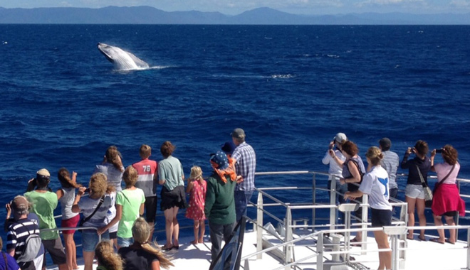 Cairns whale watch 004 WEB