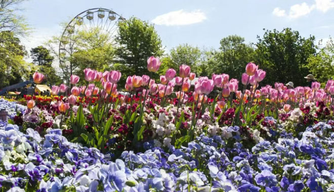 Canberra Floriade 001