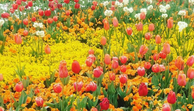 Canberra Floriade 003