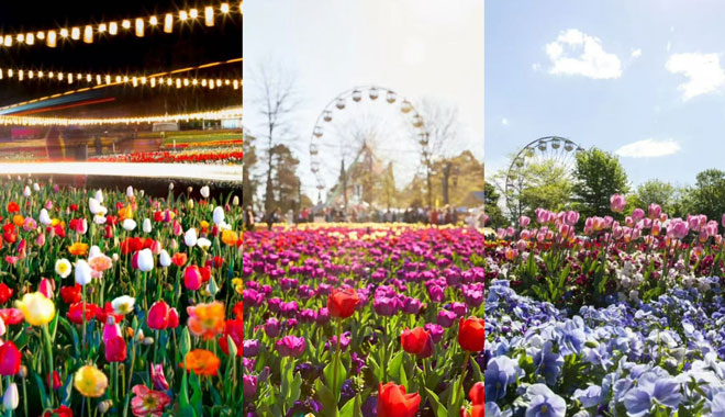 Canberra Floriade 050