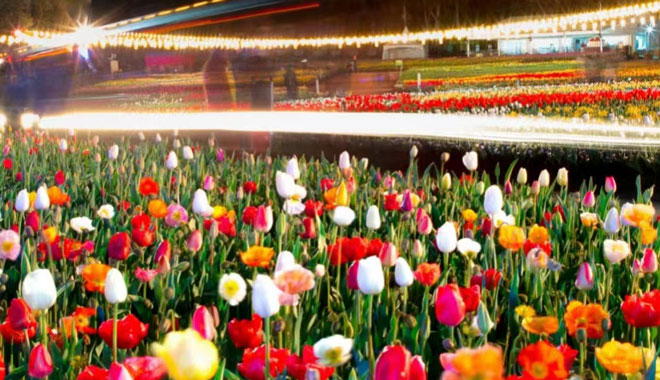 Canberra Floriade 059