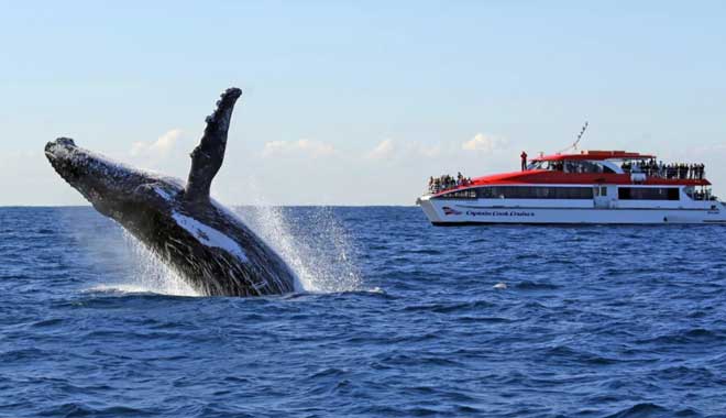 Captain cook Whale 001