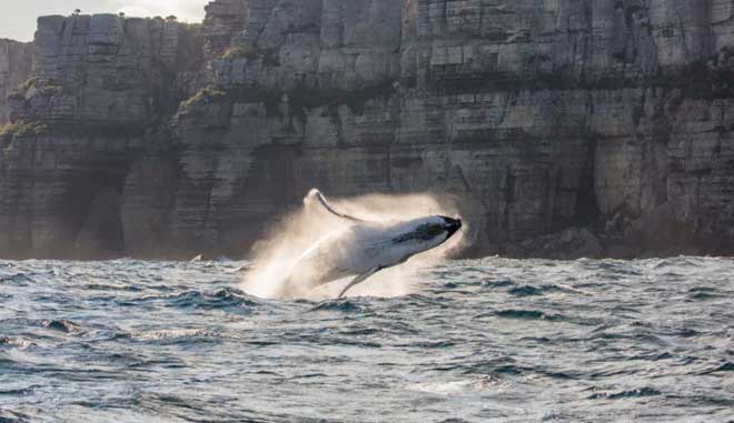 Captain cook Whale 004
