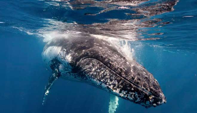 Captain cook Whale 005