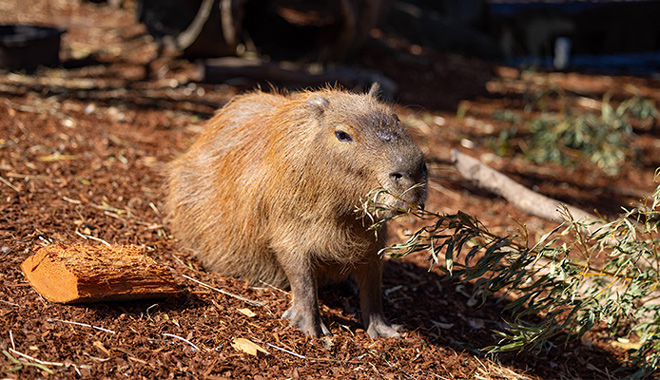 Capybara at Taronga Zoo 001