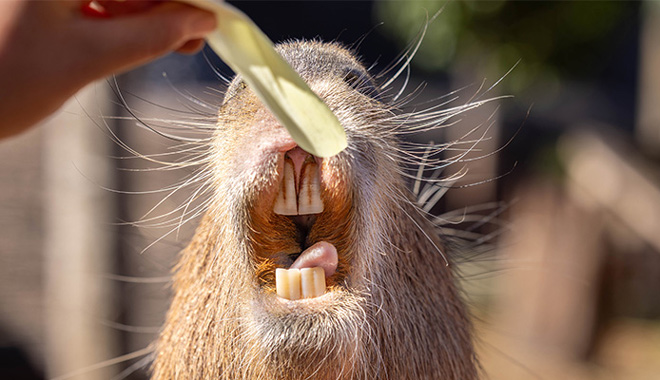Capybara at Taronga Zoo 006
