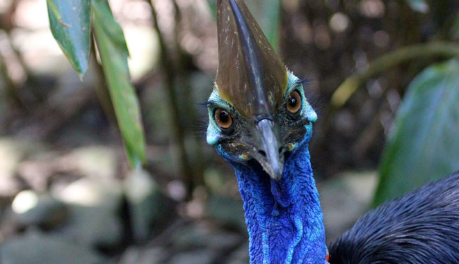 Cassowary 1