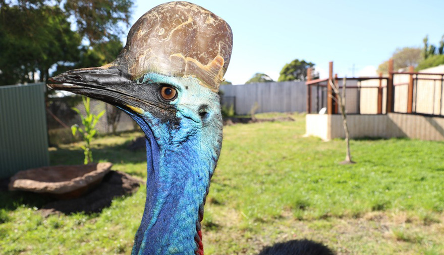 Cassowary Experience