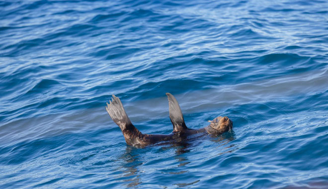 Champagne Sailing Sydney5