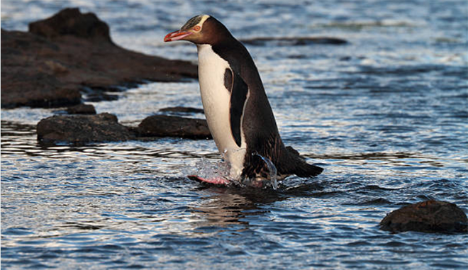 Chris Stephenson Penguin Dunedin 1