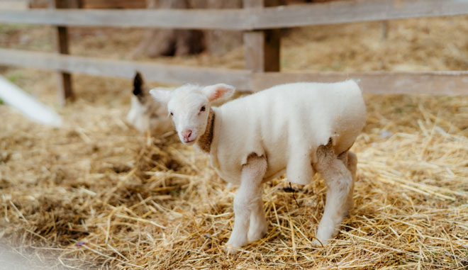 Churchill Island Farm Bus Tour 01