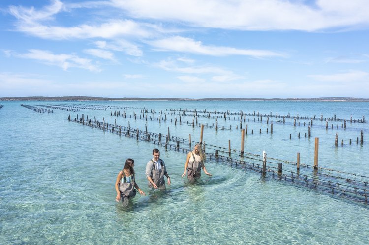 Coffin Bay Oyster Farm 01