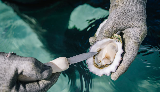 Experience Coffin Bay