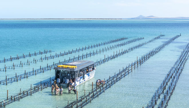 Coffin Bay7