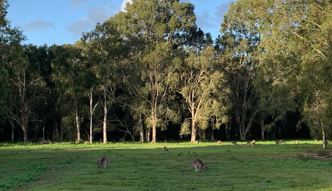 Coombabah Conservation Park 002