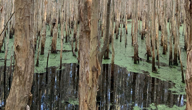 Coombabah Conservation Park 003