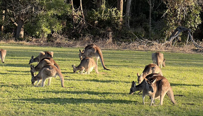 Coombabah Conservation Park 016