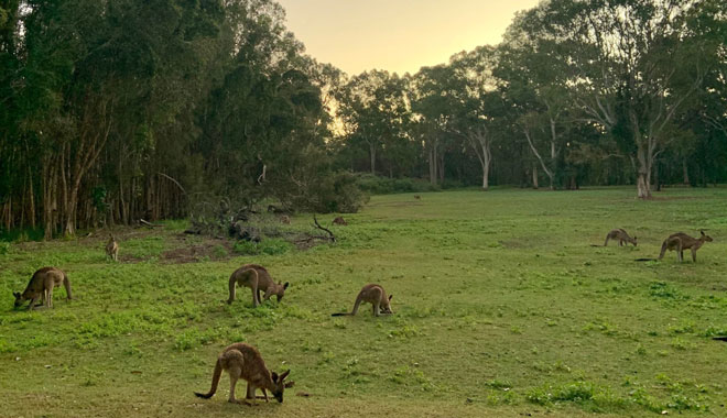 Coombabah Conservation Park 6