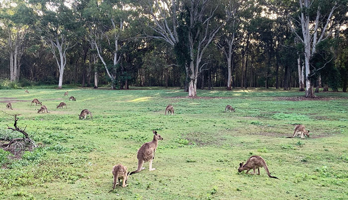 Coombabah Conservation Park Gold Coast1