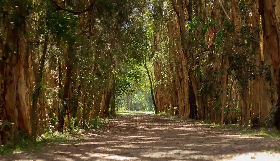 Coombabah Conservation Park Gold Coast4