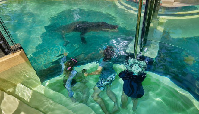 Croc Arena 4
