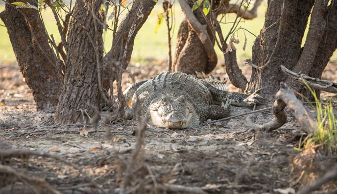 Crocodiles in the wild@credit Tourism NT James Fisher