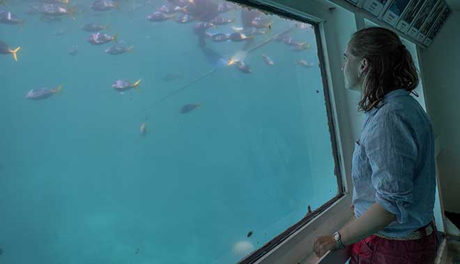 Cruise Whitsundays Great Barrier Reef Underwater Observatory