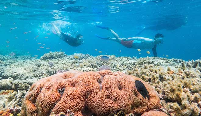 Cruise Whitsundays Great Barrier Reef snorkelling at Hardy Reef