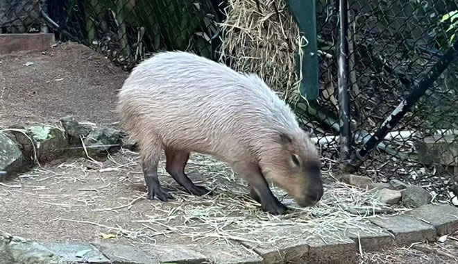 Currumbin Capybara 05
