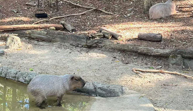 Currumbin Capybara