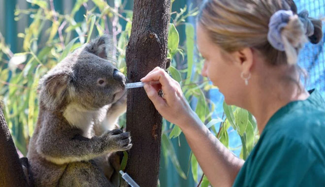 Currumbin Wildlife Sanctuary koala