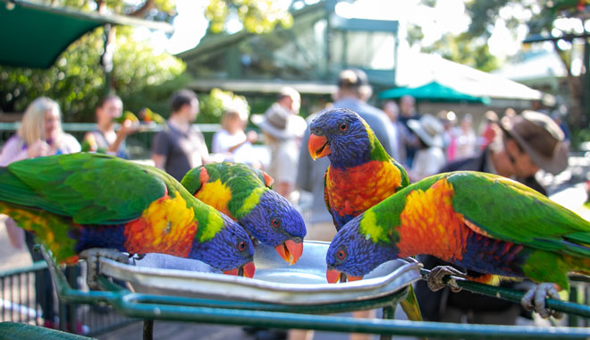 Currumbin Wildlife Sanctuary4