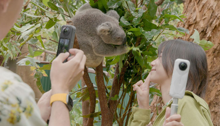 Currumbin  koala connection 002. web jpg