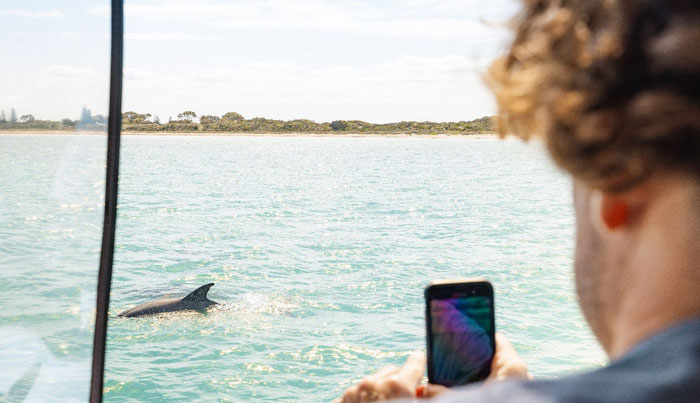 DOLPHIN SEA LION & PENGUIN ISLAND WILDLIFE CRUISE 009