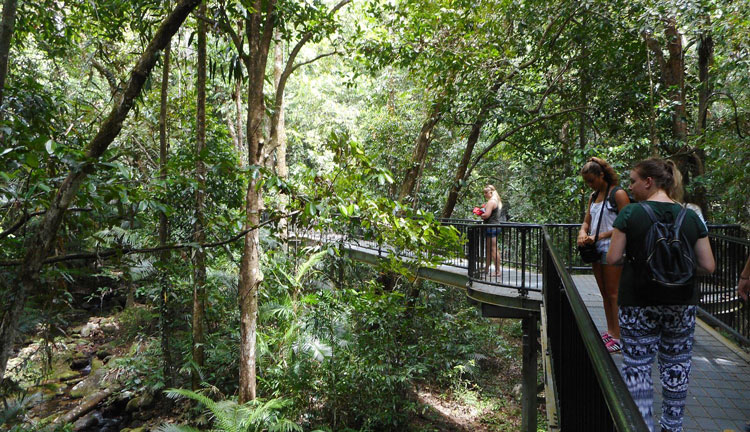 Daintree Rainforest Tours WEB 09