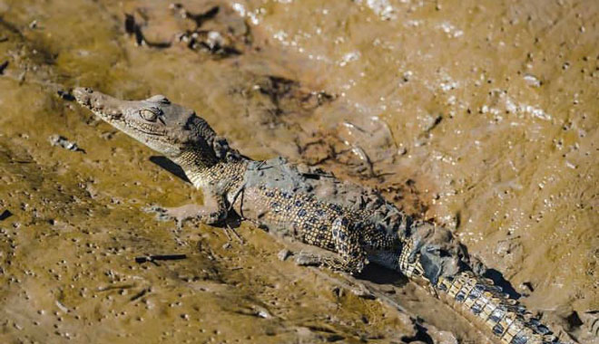 Darwin Jumping Croc Cruise Tour1