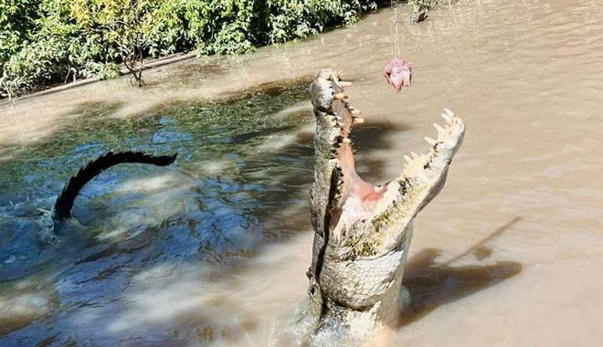 Darwin Jumping Croc Cruise Tour2