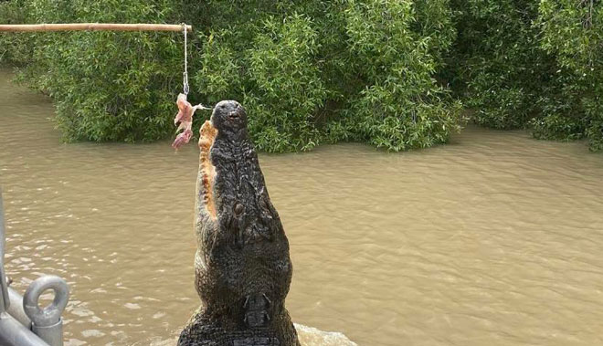 Darwin Jumping Croc Cruise Tour8
