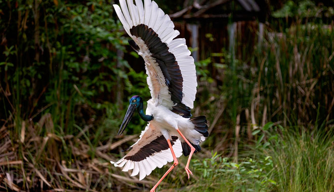 Darwin Territory Wildlife Park3