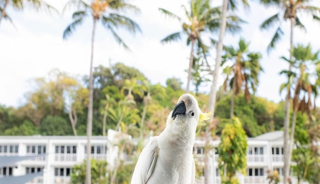 Daydream Island Cockatoo