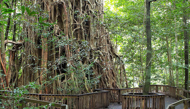 Discovery Tours Australia kuranda 003