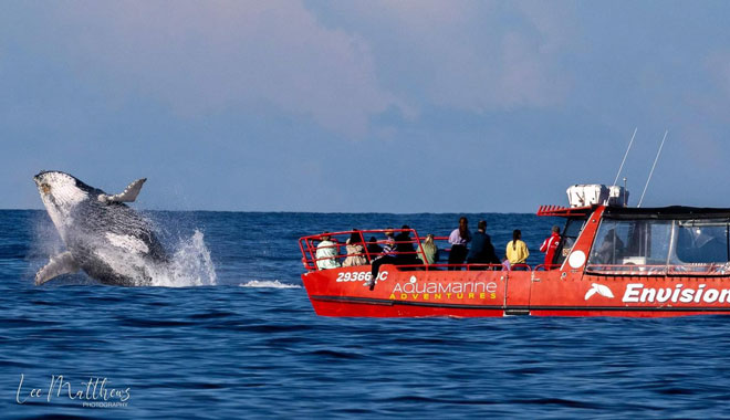 Dolphin Watching Express0