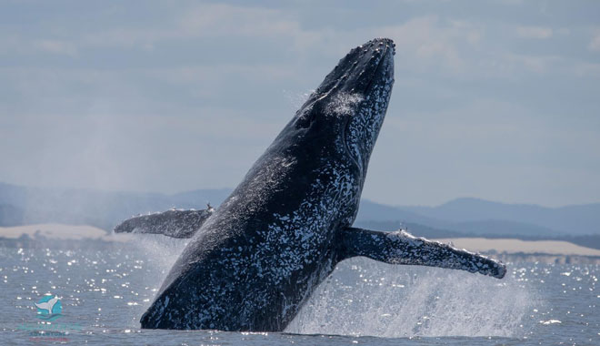 Dolphin Watching Express1