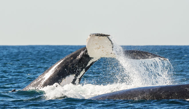 Dolphin Watching Express10