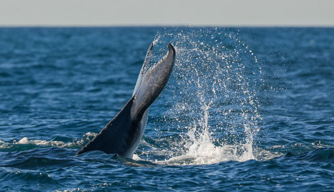 Dolphin Watching Express11