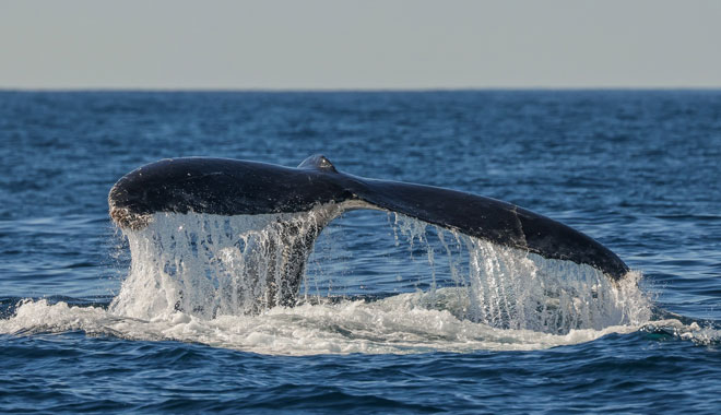 Dolphin Watching Express12